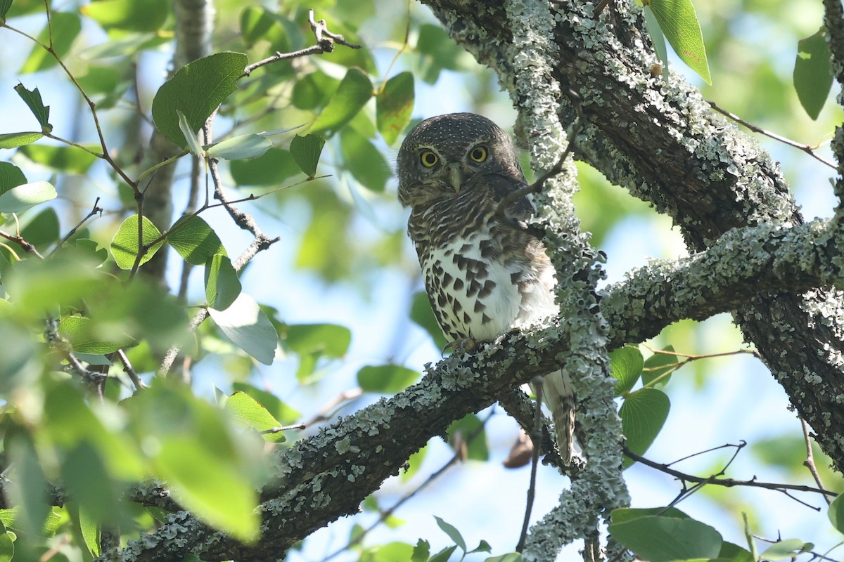 African Barred Owlet - ML571847491