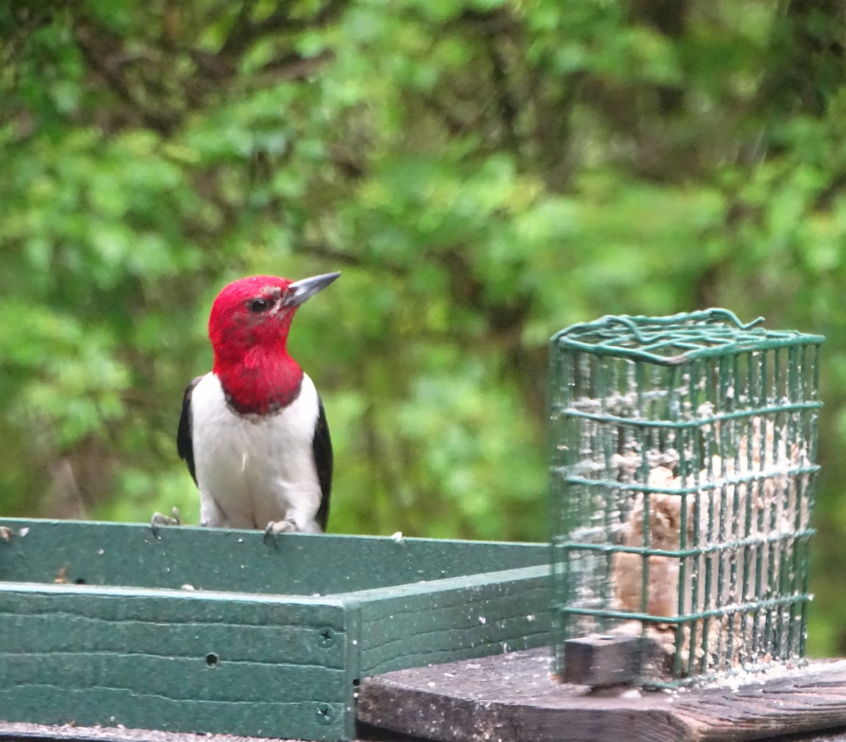 Red-headed Woodpecker - ML571848021