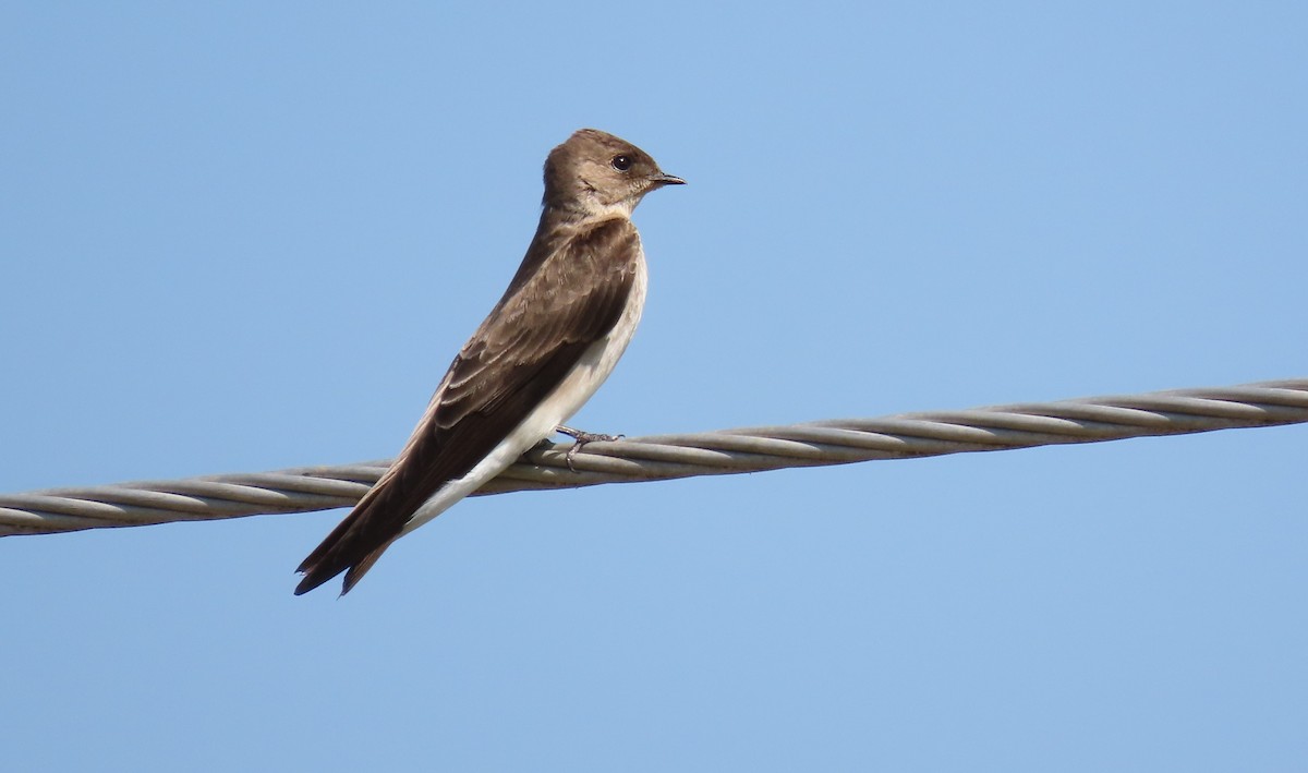 Northern Rough-winged Swallow - ML571848881