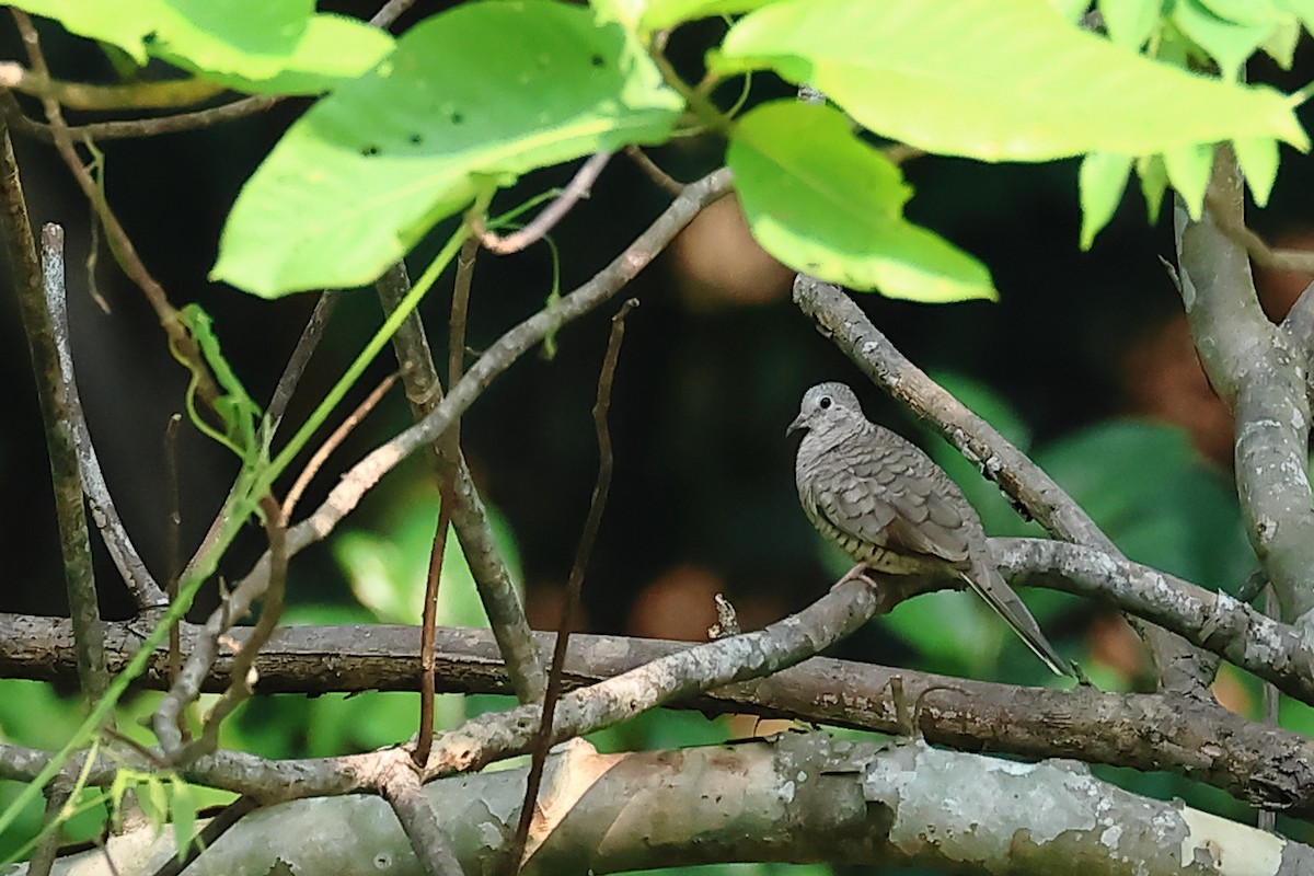 Inca Dove - Vinicio Cruz