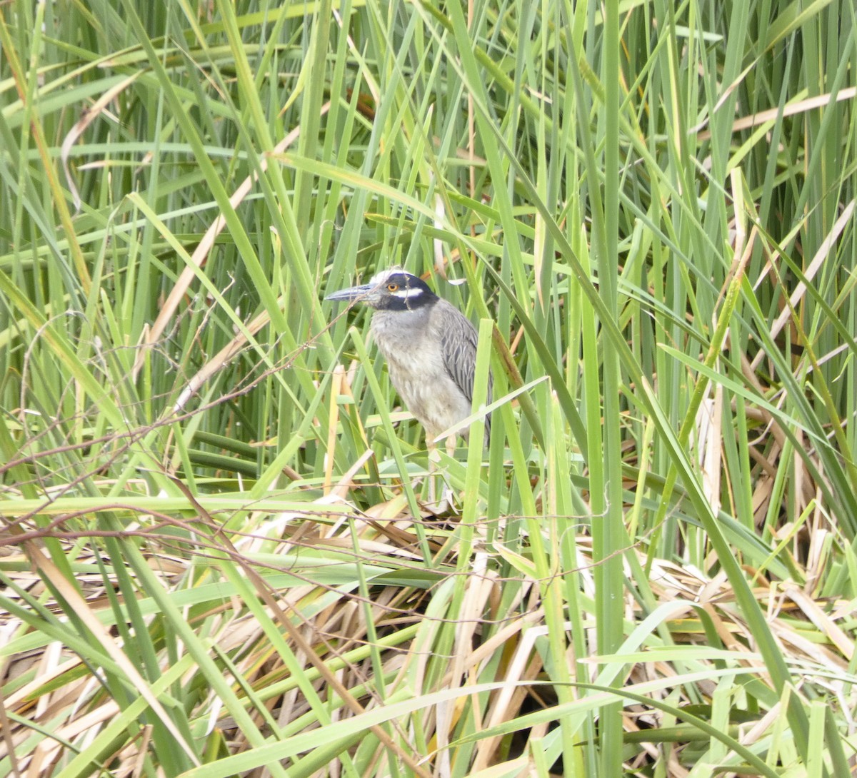 Yellow-crowned Night Heron - ML571850181