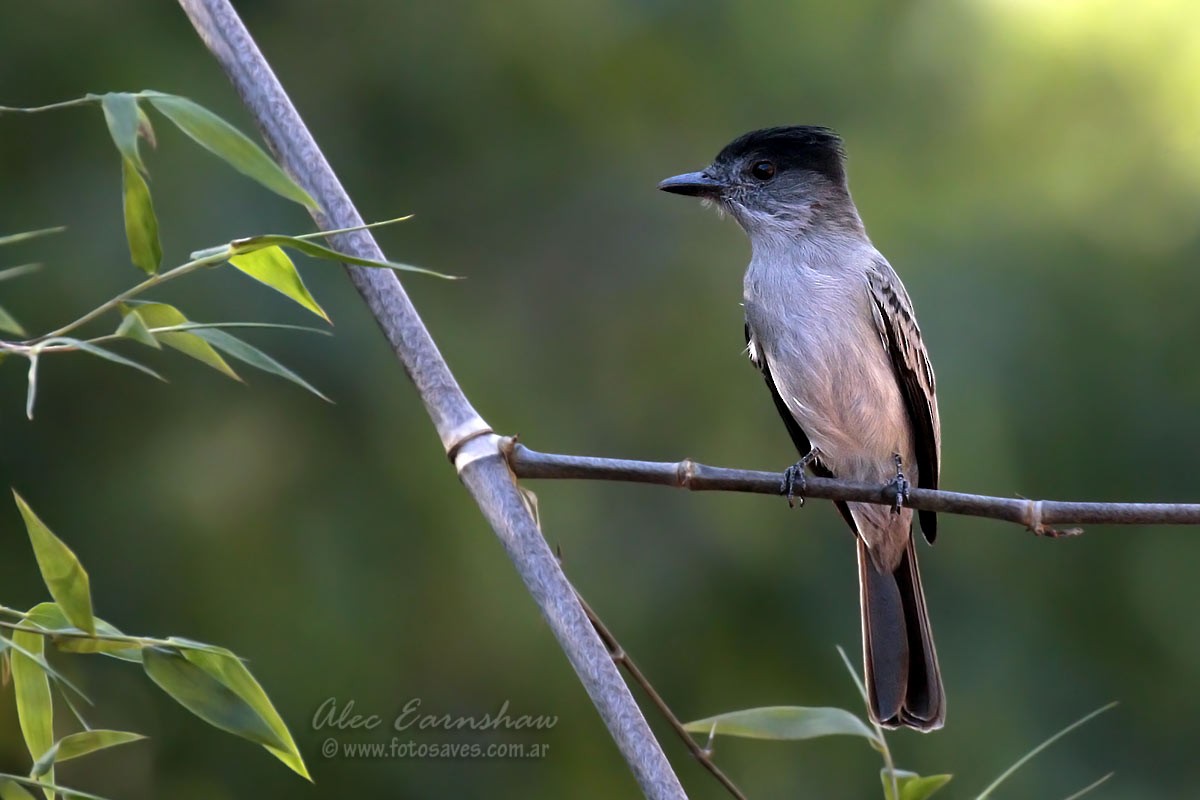 Sibilant Sirystes - Alec Earnshaw