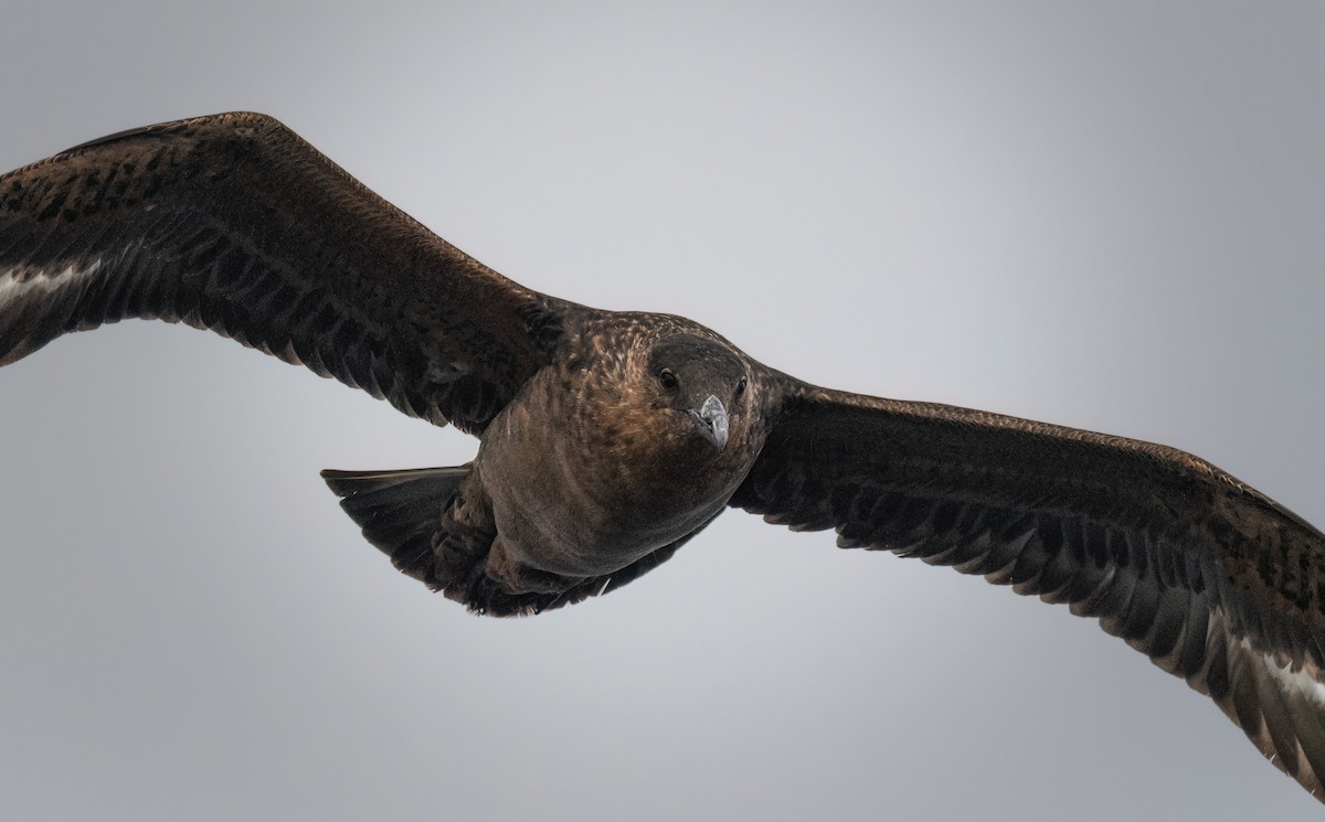 Chilean Skua - Daniel Gonzalez