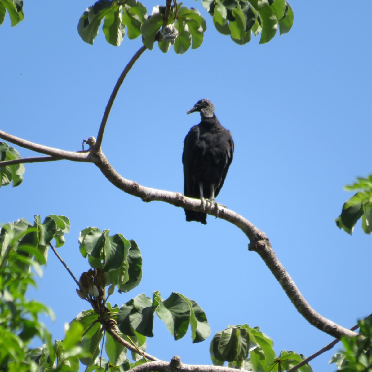 Black Vulture - Vicente Amado Gavidia Medina