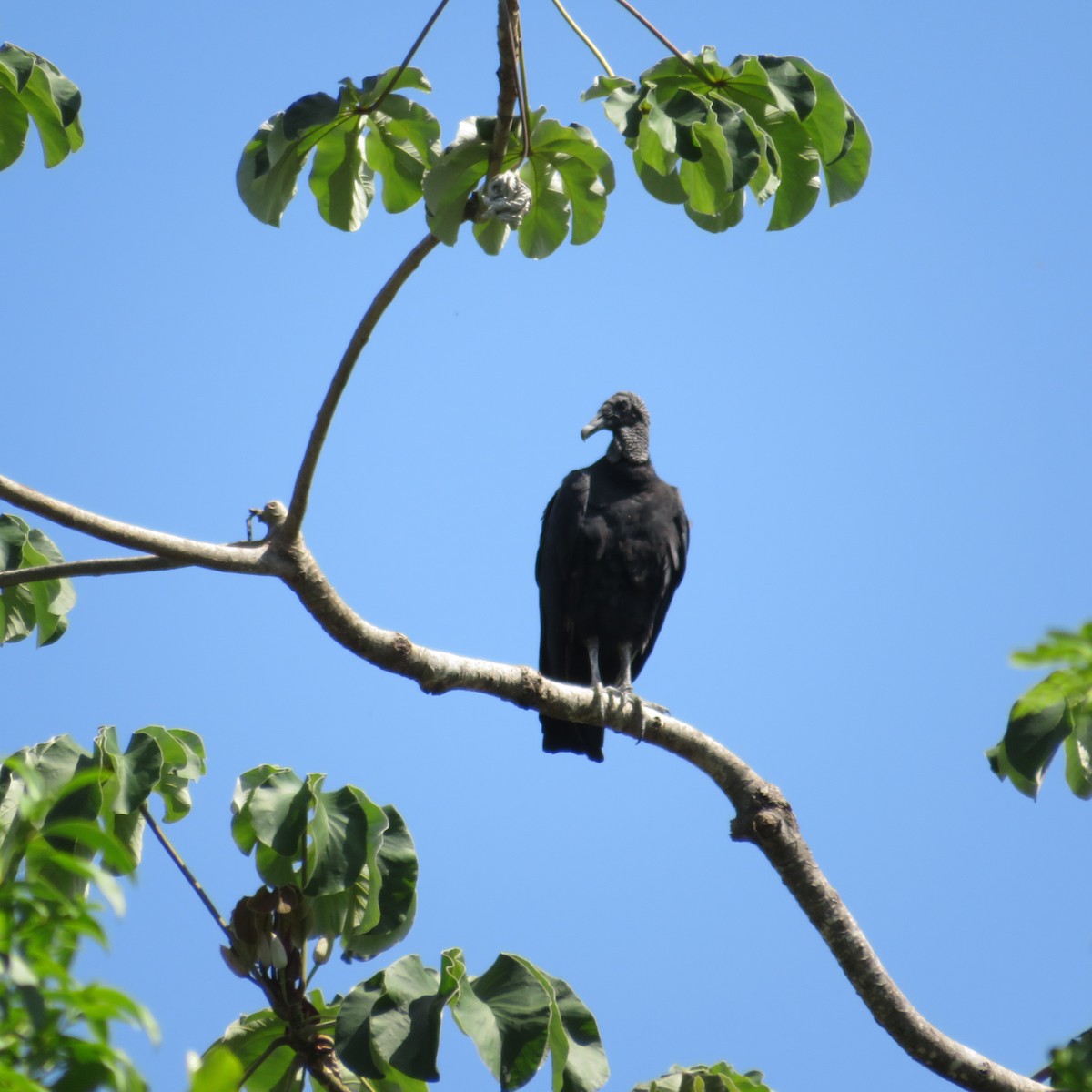 Black Vulture - Vicente Amado Gavidia Medina