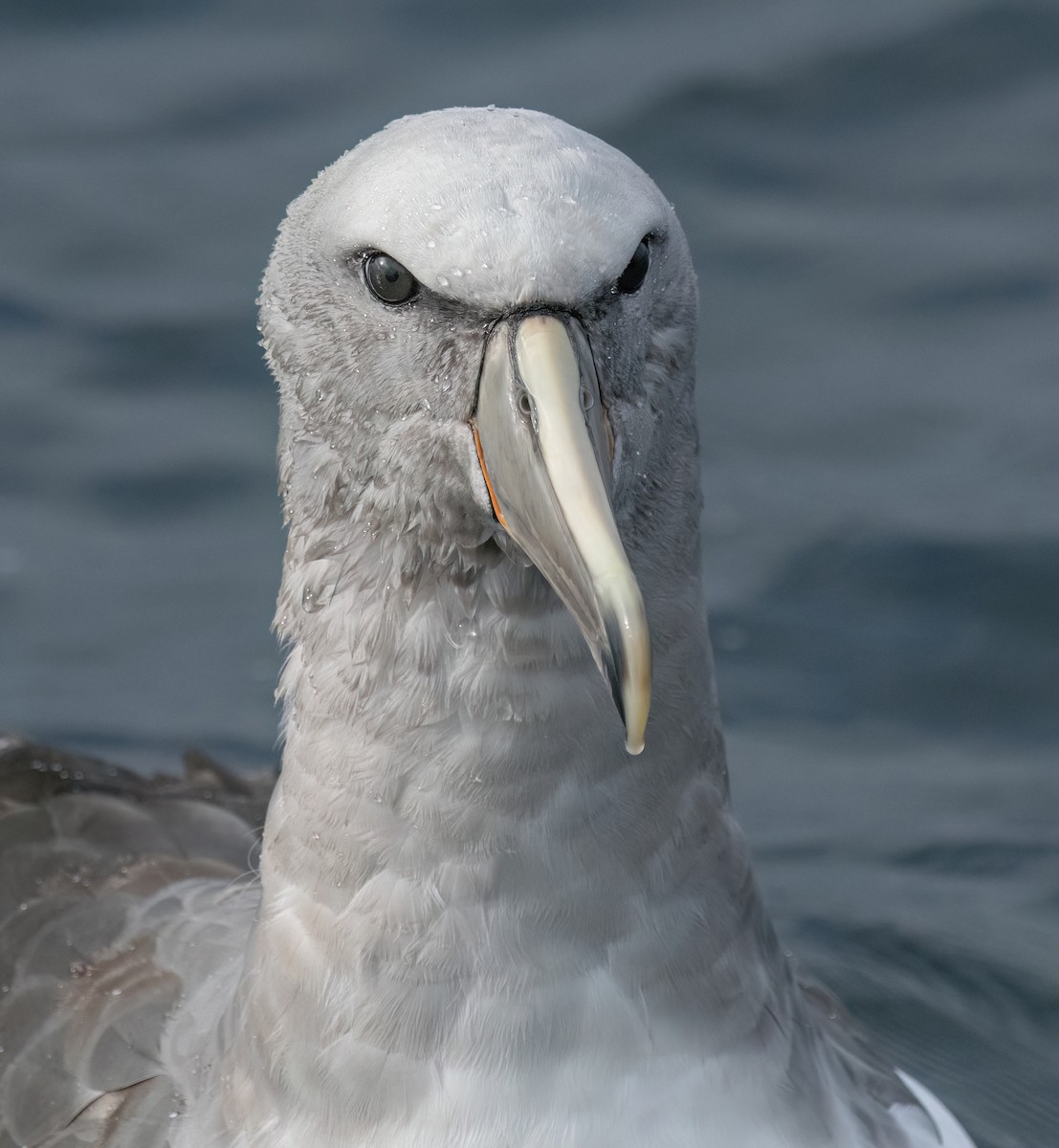 Salvin's Albatross - ML571850451
