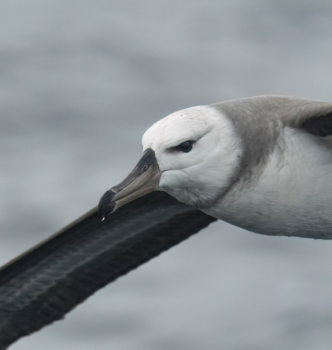 albatros černobrvý - ML571850511