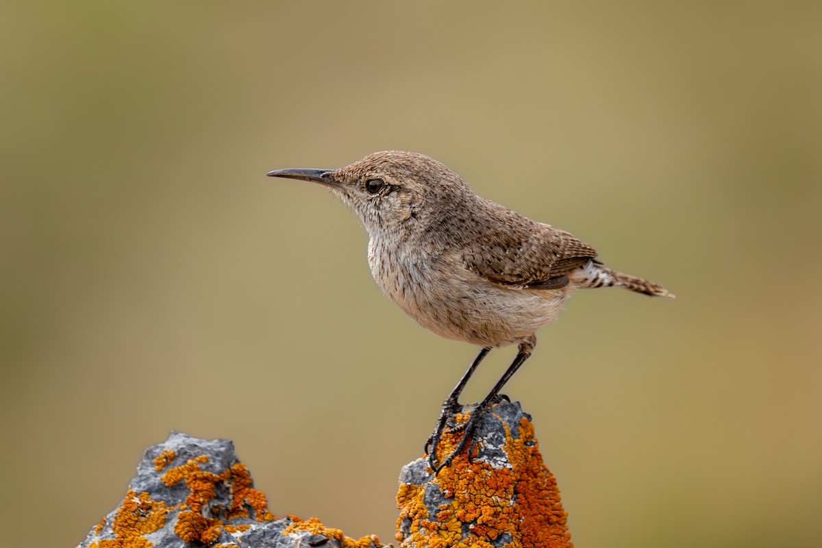 Rock Wren - Shawn Moorman