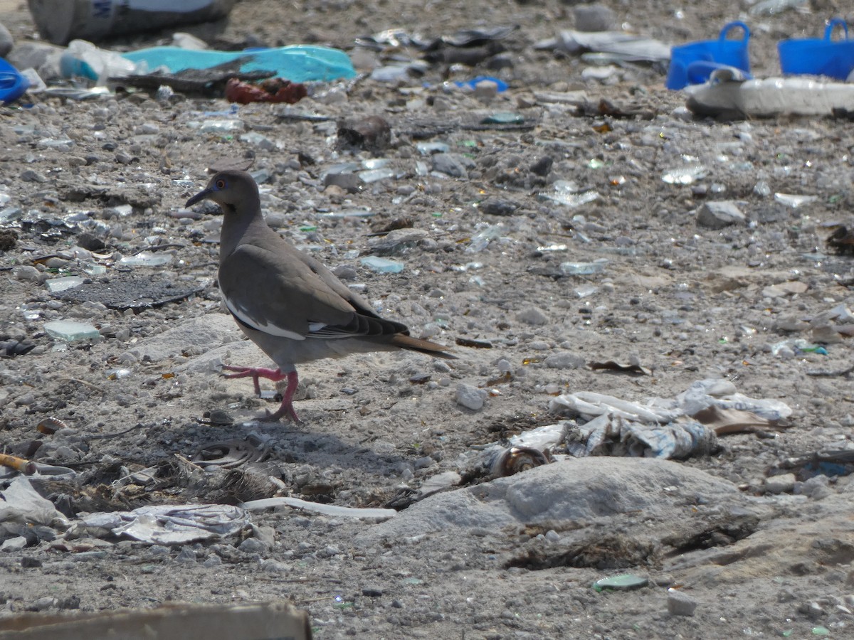 White-winged Dove - ML571852281