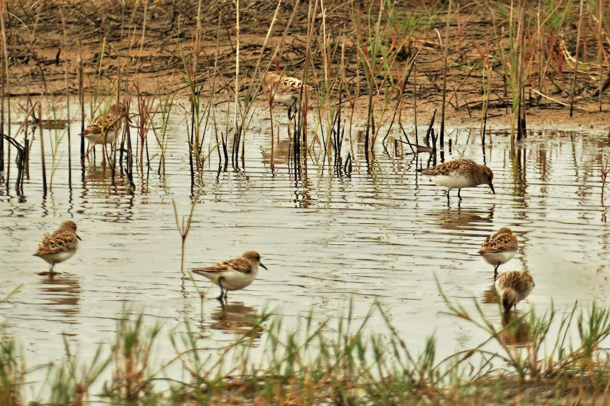 Zwergstrandläufer - ML571852591