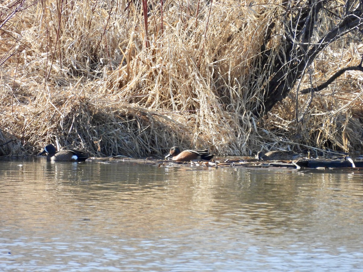 Blue-winged x Cinnamon Teal (hybrid) - ML571852711