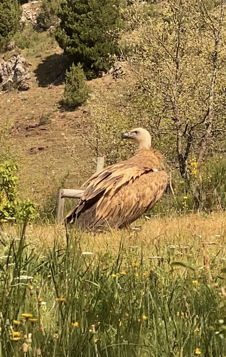 Eurasian Griffon - ML571852821