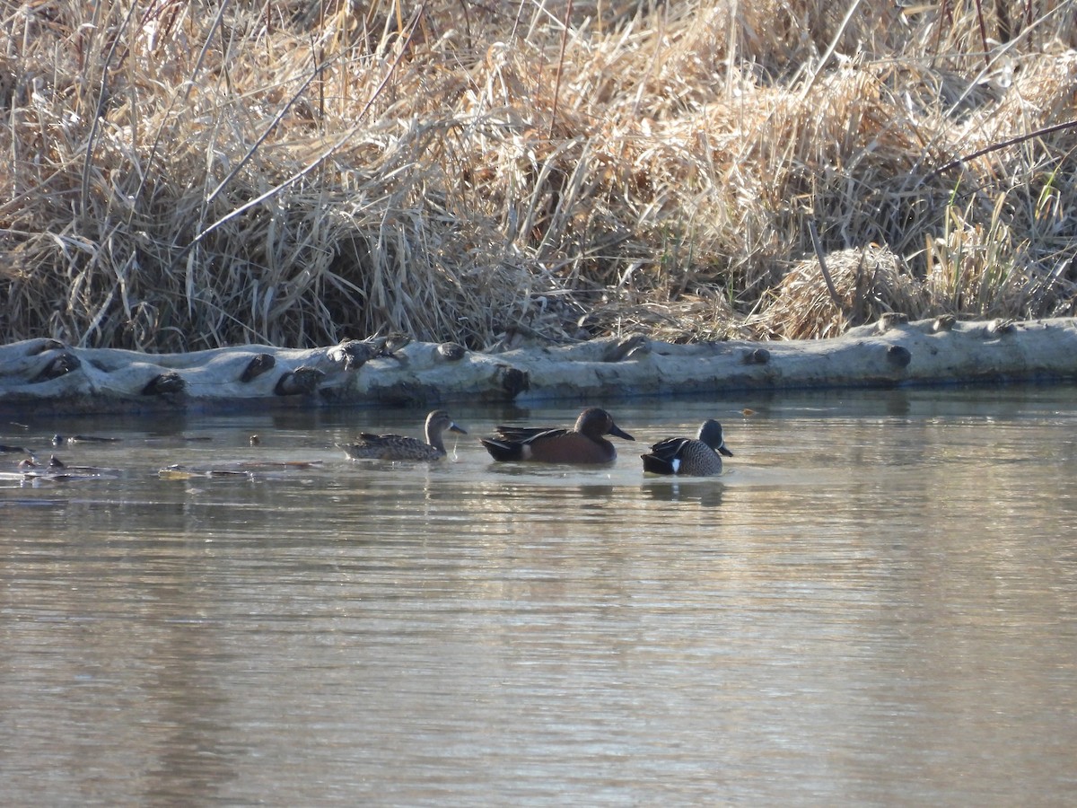 Blue-winged x Cinnamon Teal (hybrid) - ML571853251