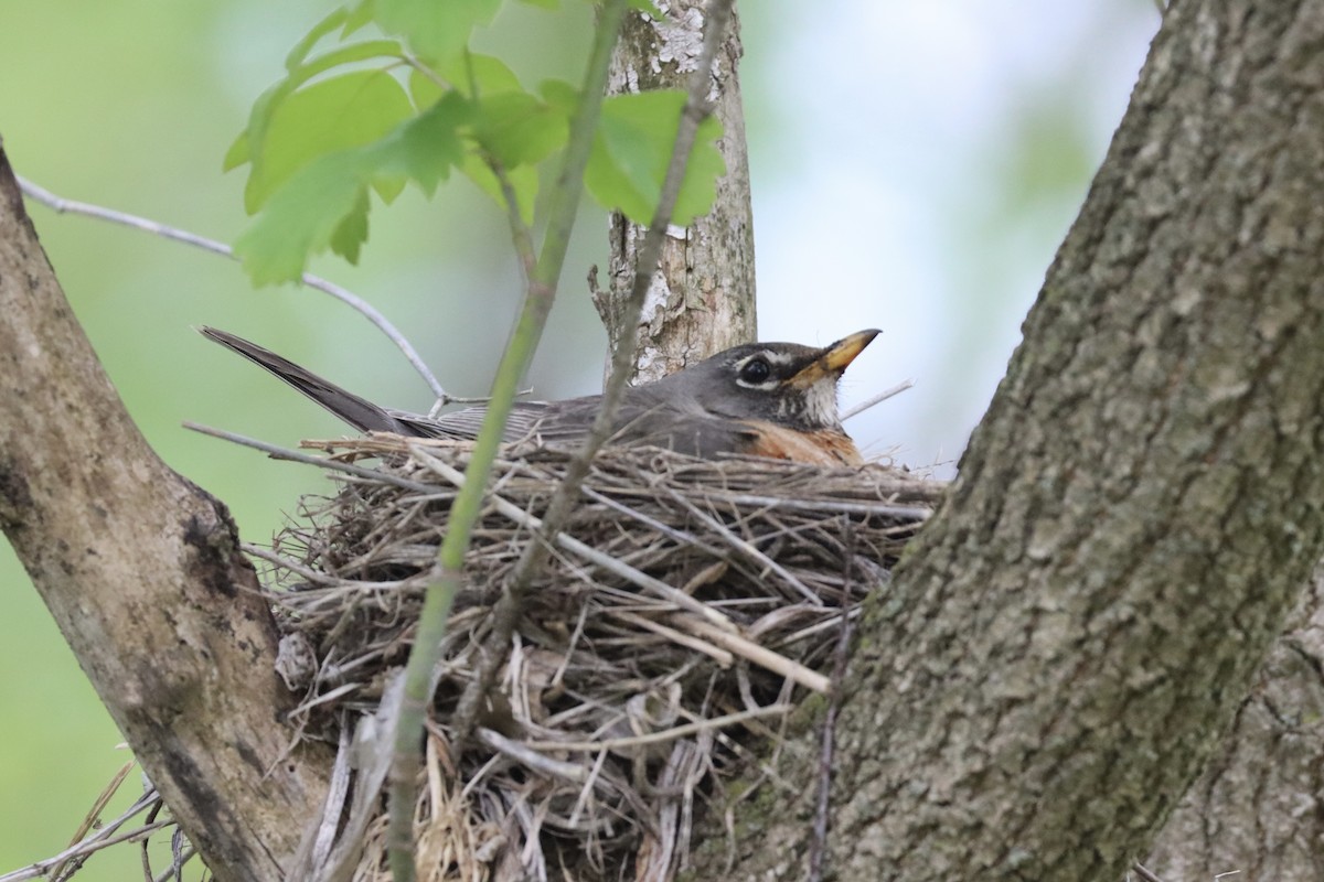 American Robin - ML571853341