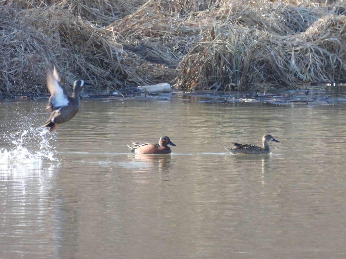 Blue-winged x Cinnamon Teal (hybrid) - ML571853651