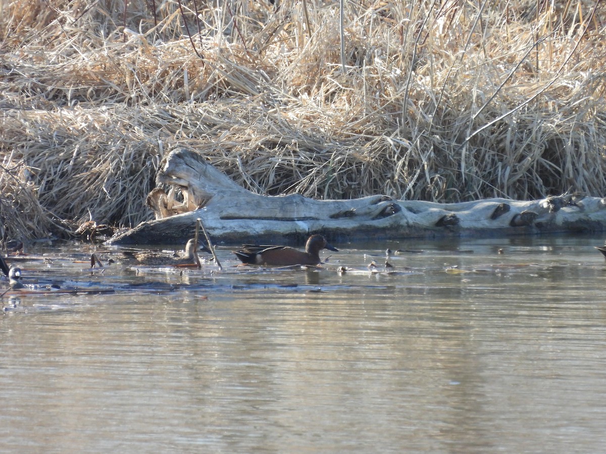 Blue-winged x Cinnamon Teal (hybrid) - ML571854041