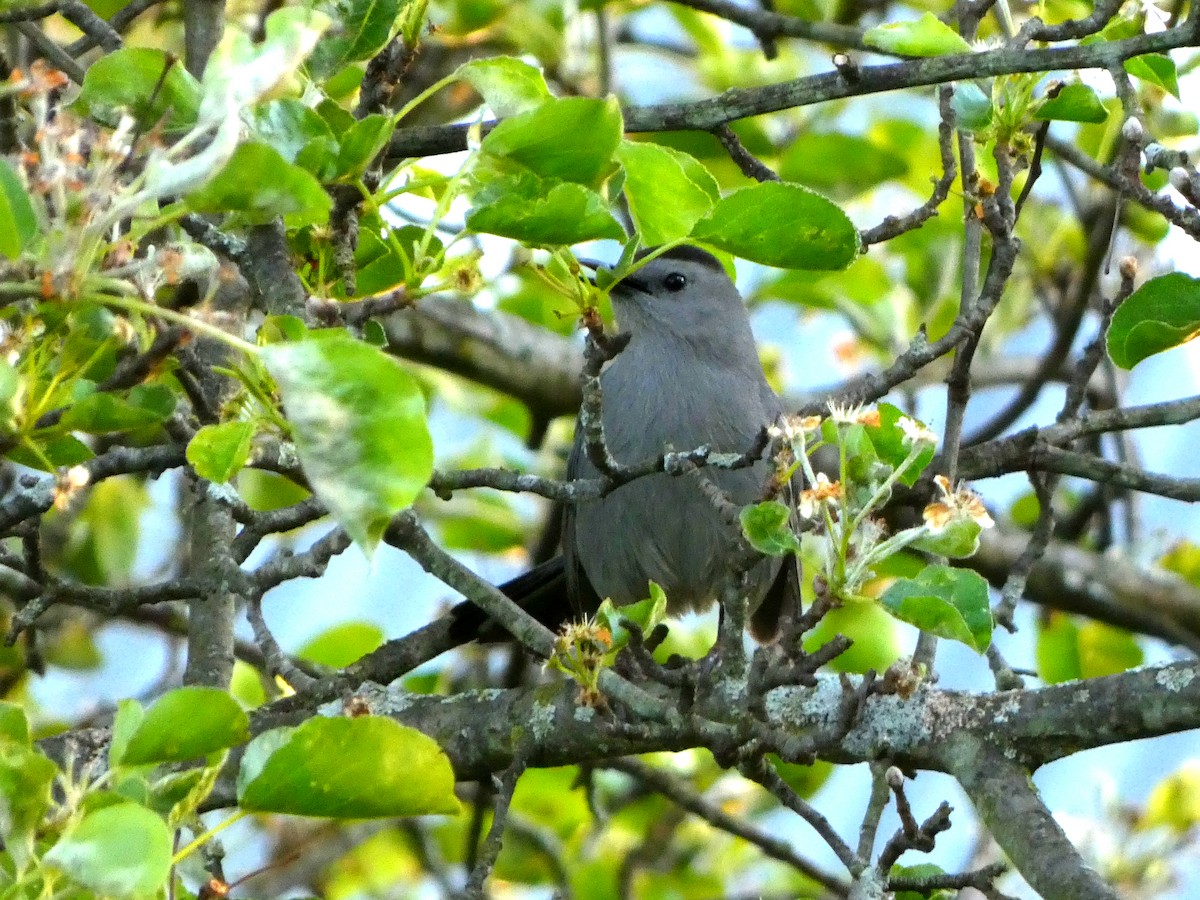 Gray Catbird - ML571854081