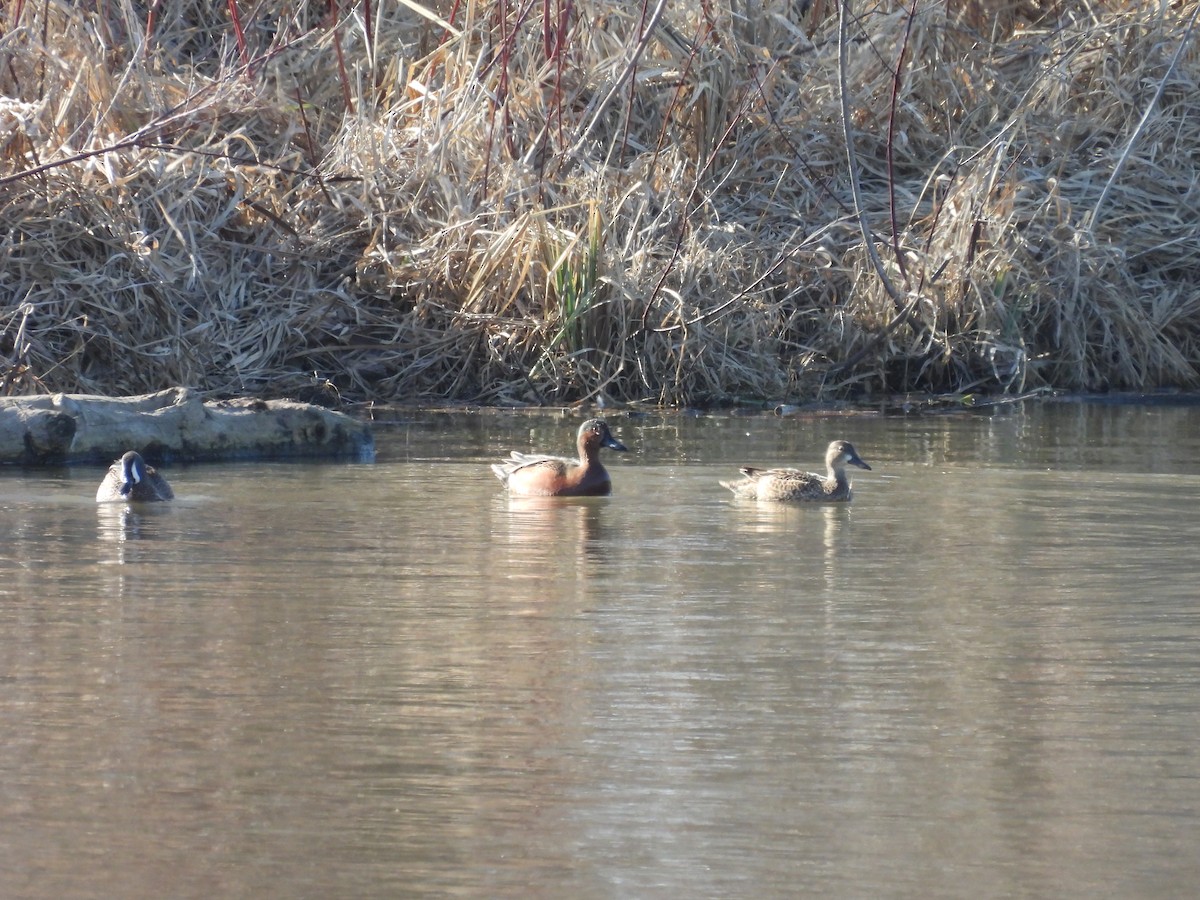 Blue-winged x Cinnamon Teal (hybrid) - ML571854181