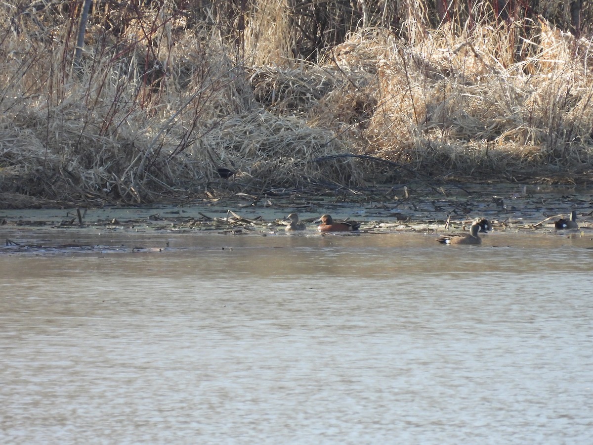 Blue-winged x Cinnamon Teal (hybrid) - ML571854521
