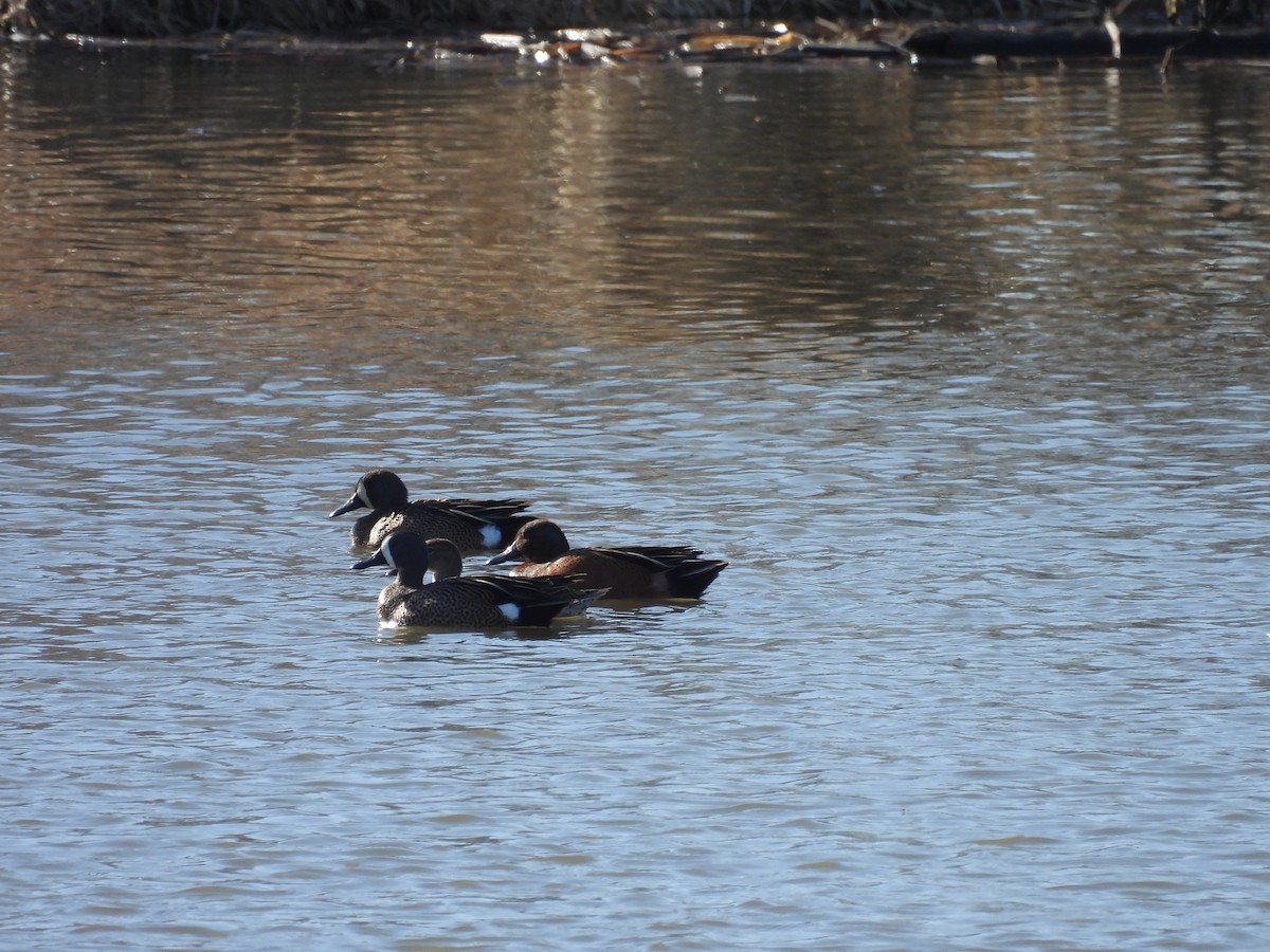 Blue-winged x Cinnamon Teal (hybrid) - ML571854991