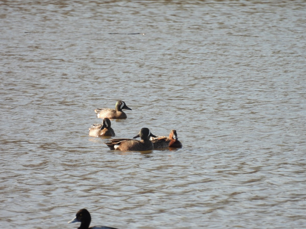 Blue-winged x Cinnamon Teal (hybrid) - ML571855271