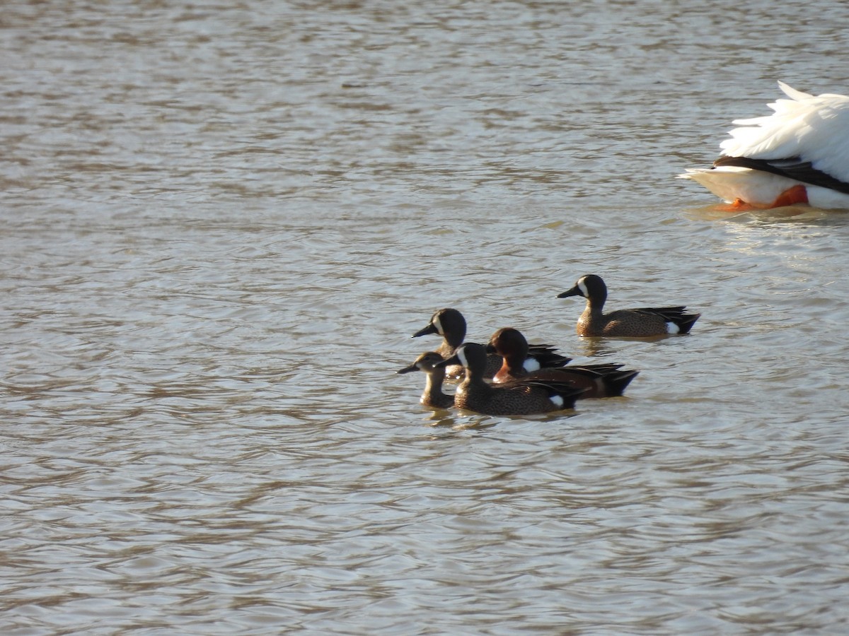 Blue-winged x Cinnamon Teal (hybrid) - ML571855291