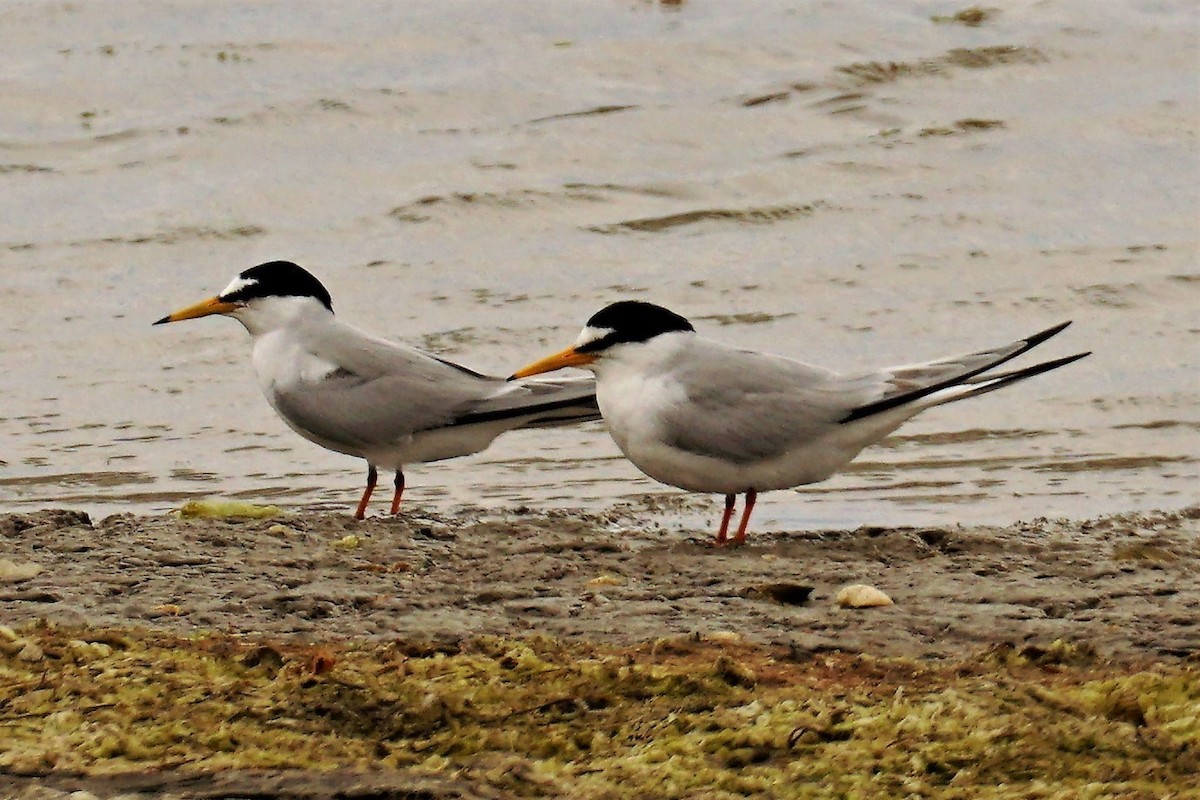 Little Tern - ML571855461