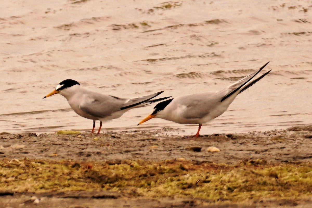 Little Tern - ML571855471