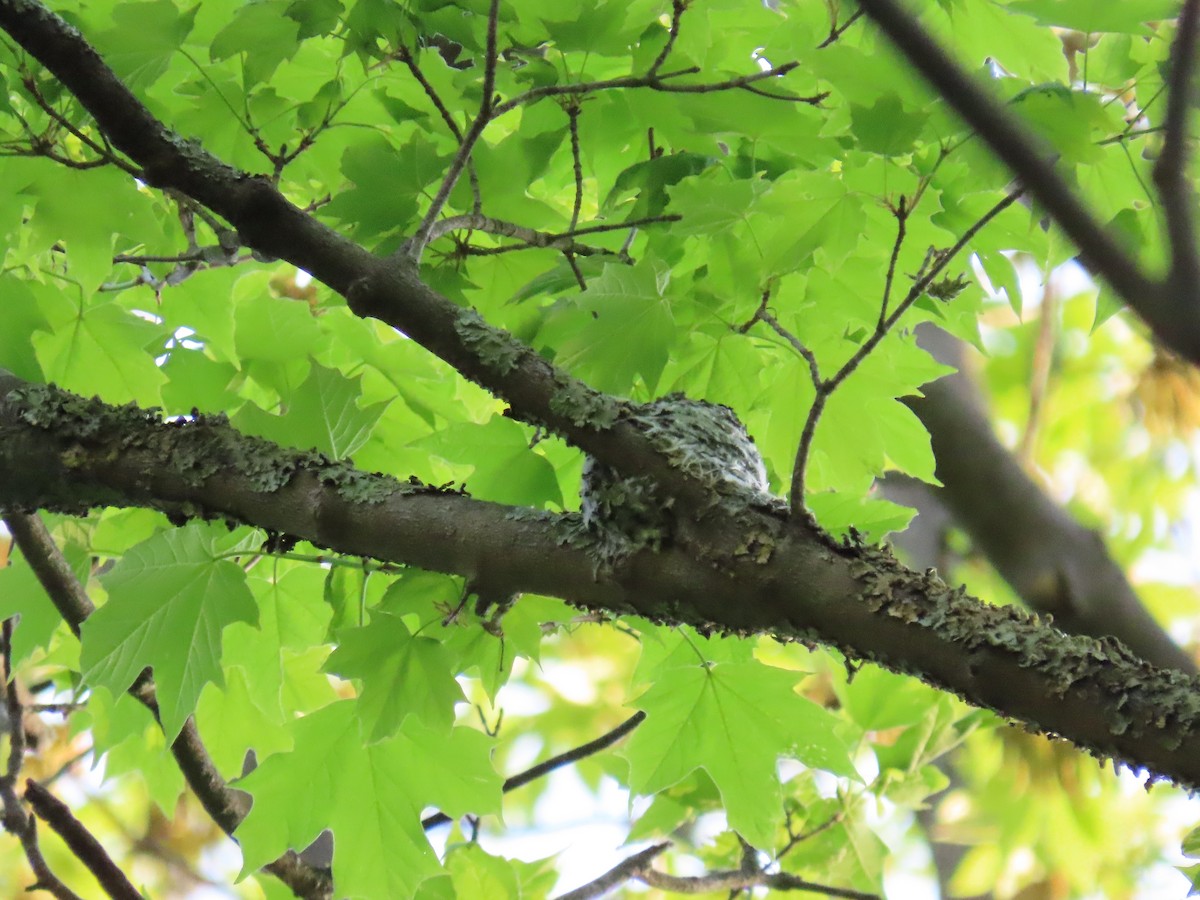 Blue-gray Gnatcatcher - ML571855491