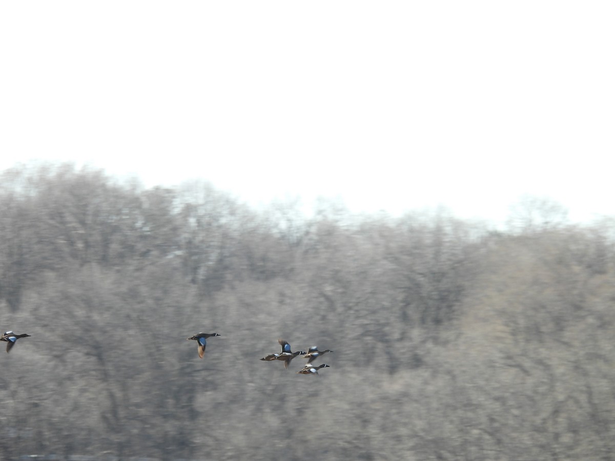 Blue-winged x Cinnamon Teal (hybrid) - ML571855531