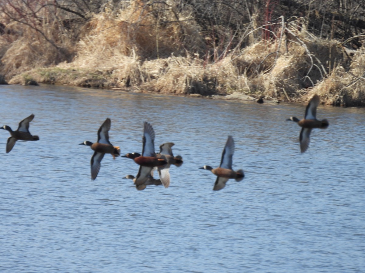 Blue-winged x Cinnamon Teal (hybrid) - ML571855551