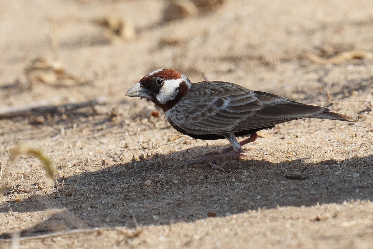 Chestnut-headed Sparrow-Lark - Laurent Esselen