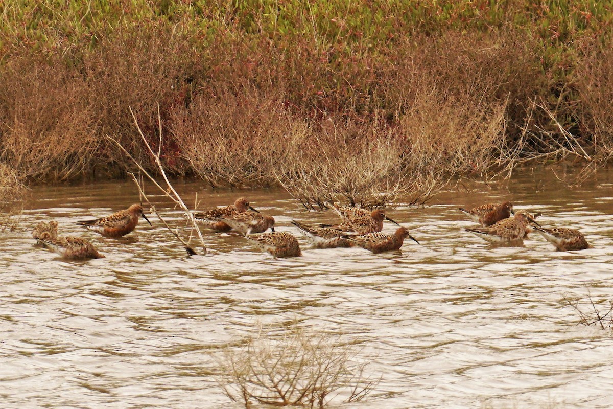 Curlew Sandpiper - ML571855911