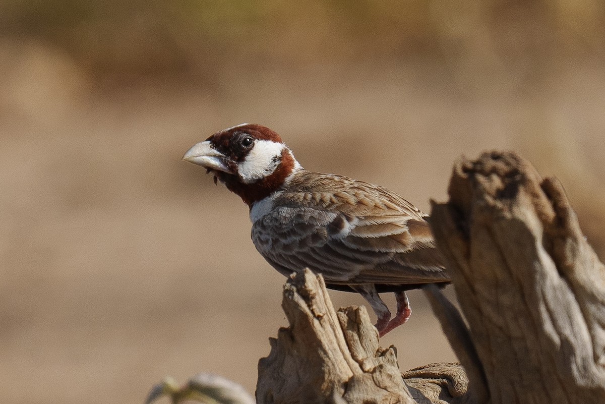 Chestnut-headed Sparrow-Lark - Laurent Esselen