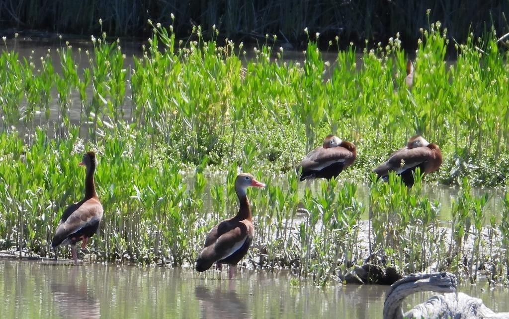 Black-bellied Whistling-Duck - ML571857101