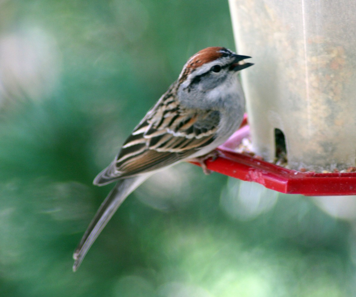 Chipping Sparrow - ML571857341