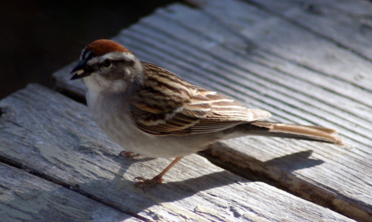 Chipping Sparrow - ML571857361