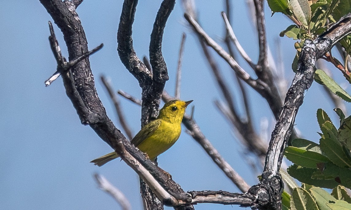 Wilson's Warbler - ML571857541