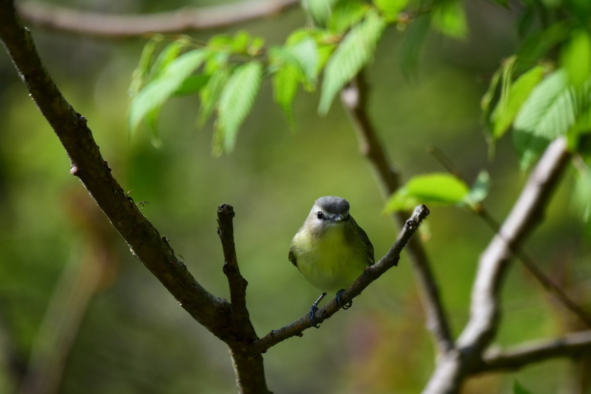 Philadelphia Vireo - ML571857651