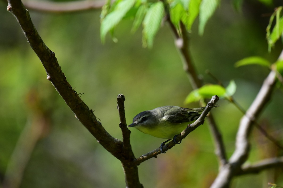 Philadelphia Vireo - ML571857691