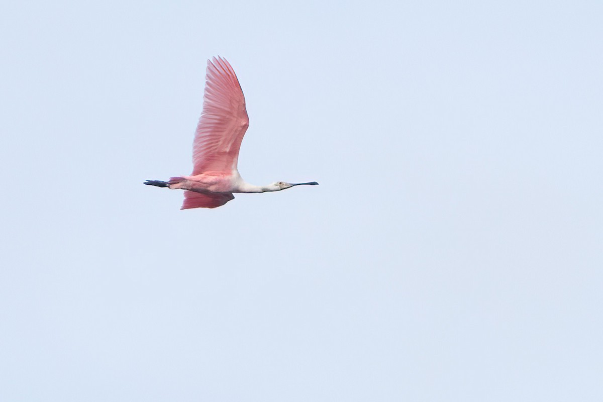 Roseate Spoonbill - Cristian Larrere