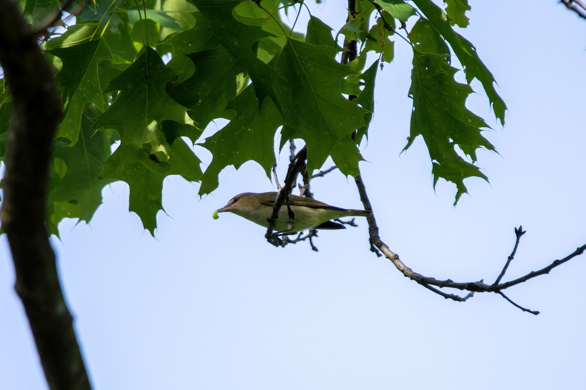 Red-eyed Vireo - ML571857781