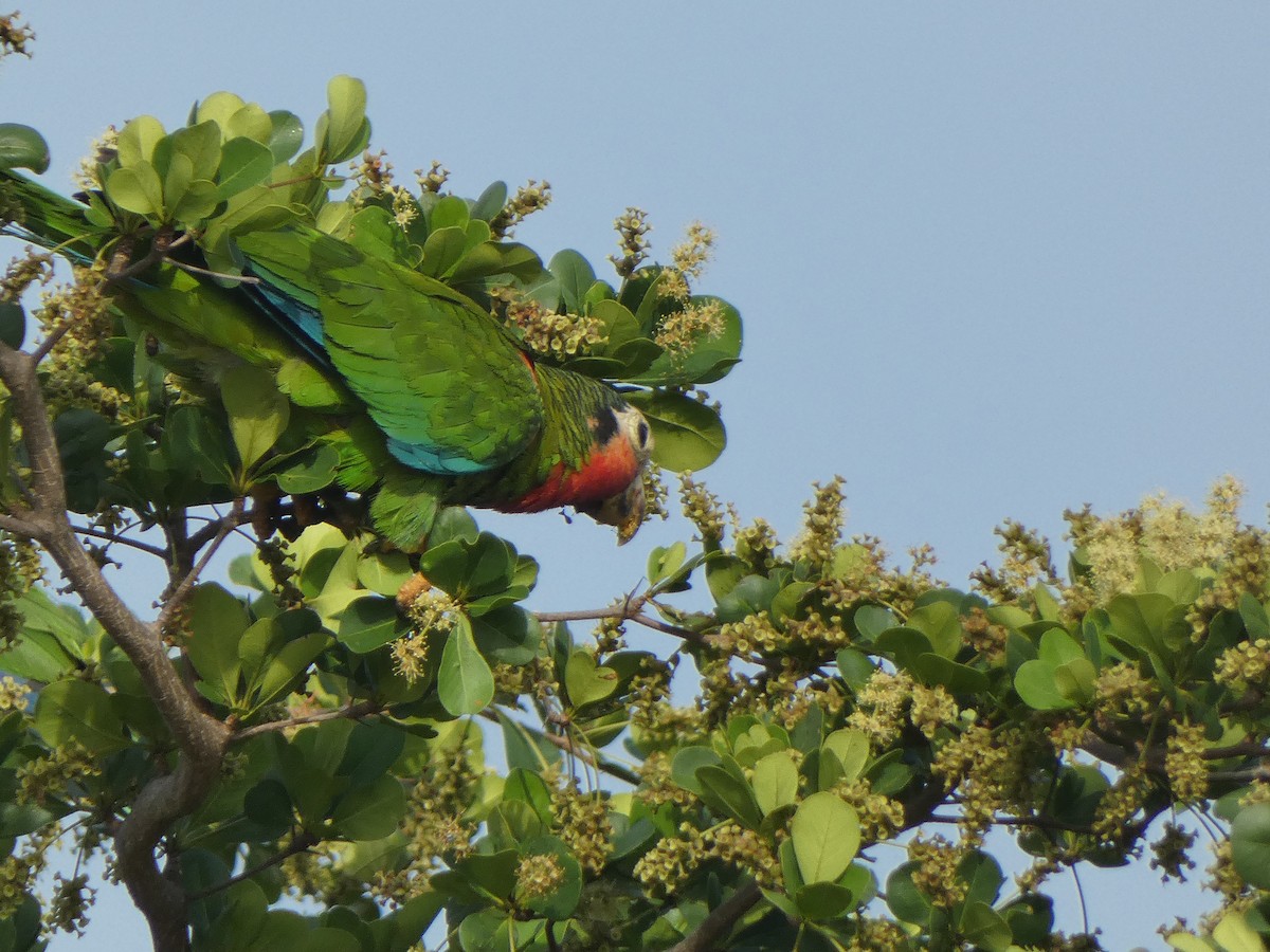 Cuban Parrot - ML571857821