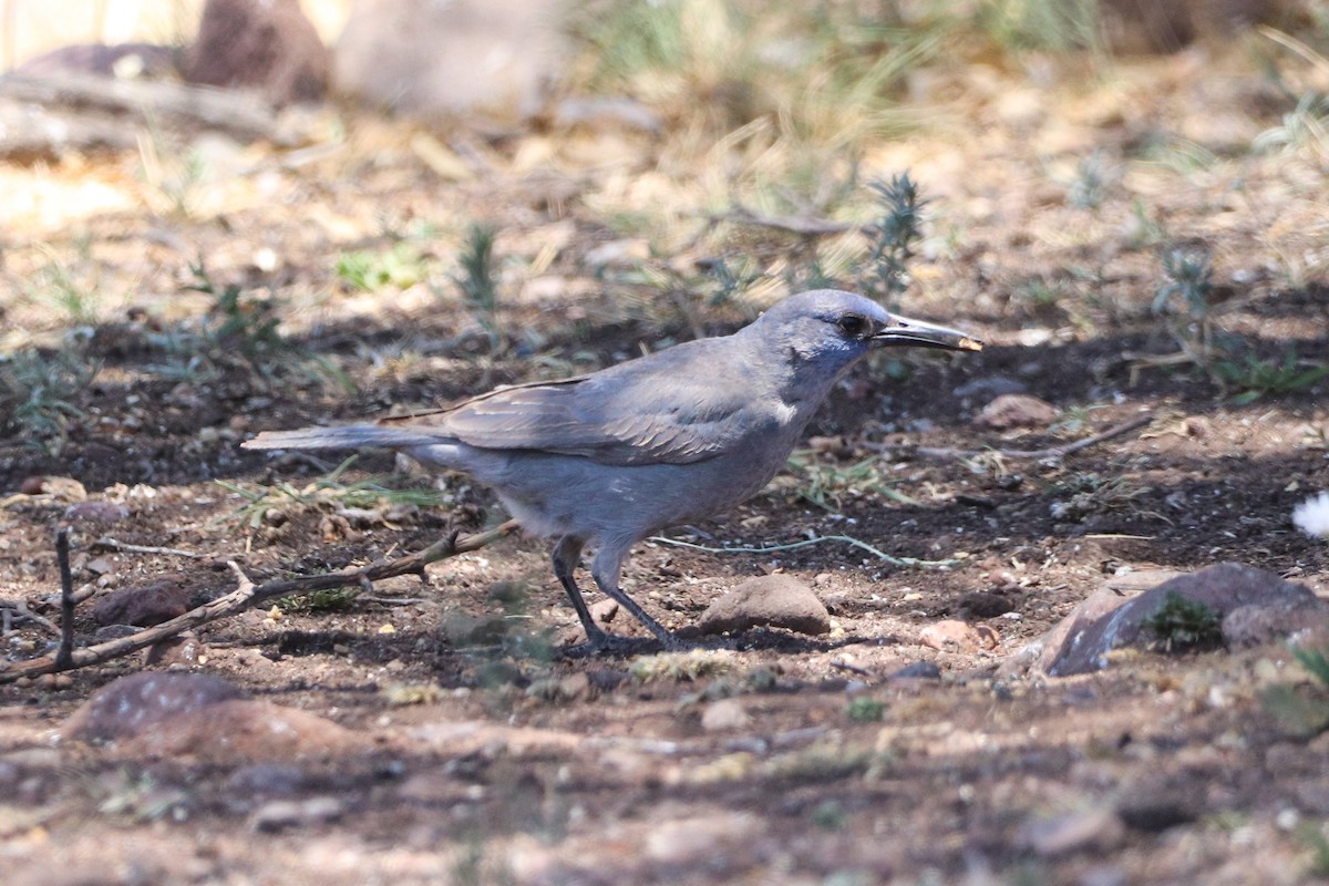 Pinyon Jay - ML571857851