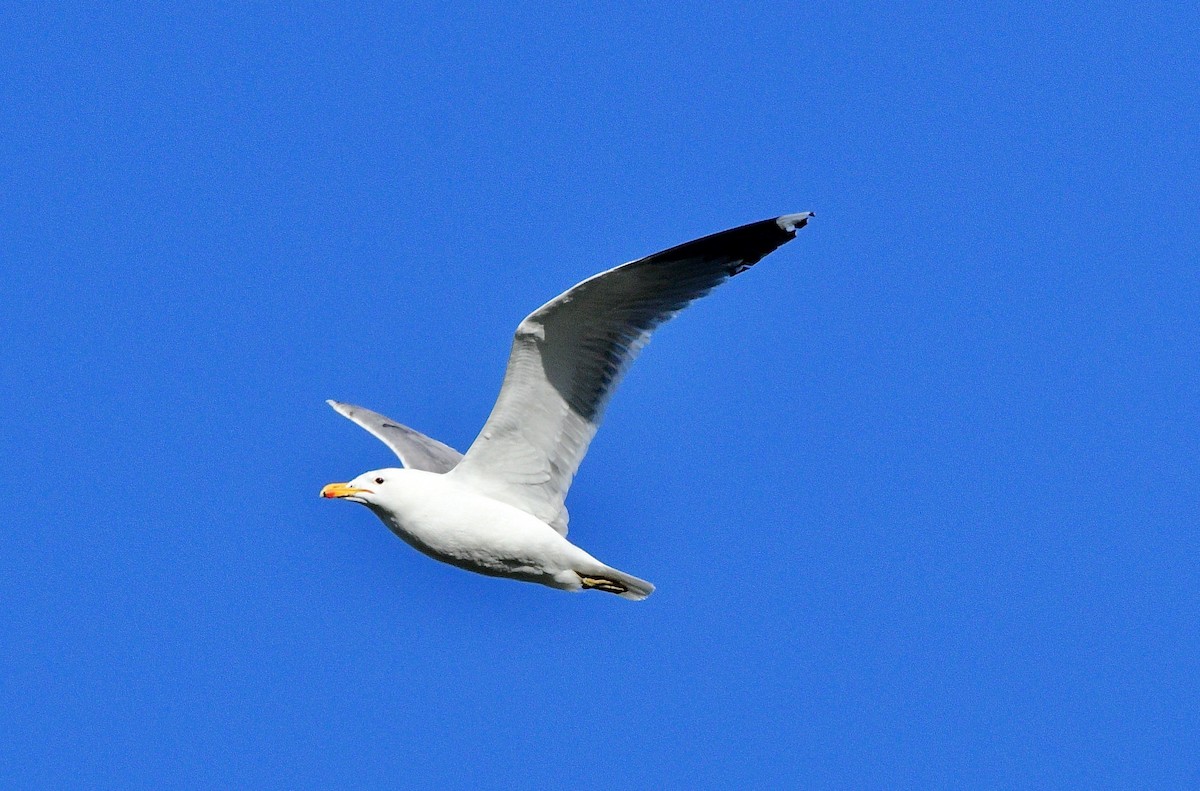 California Gull - ML571857881