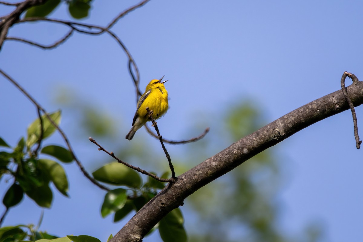 Blue-winged Warbler - ML571857921