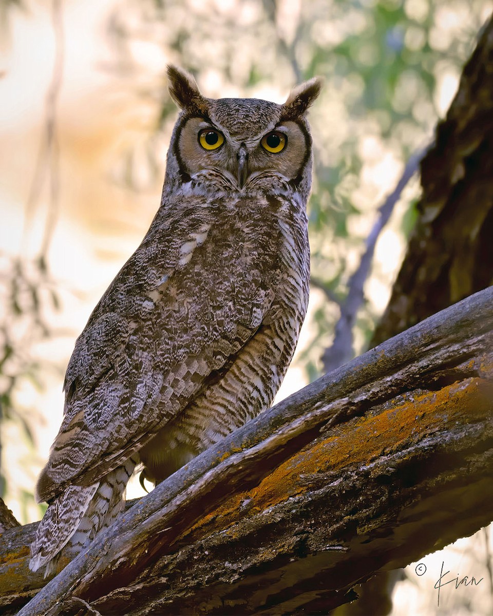Great Horned Owl - ML571858031