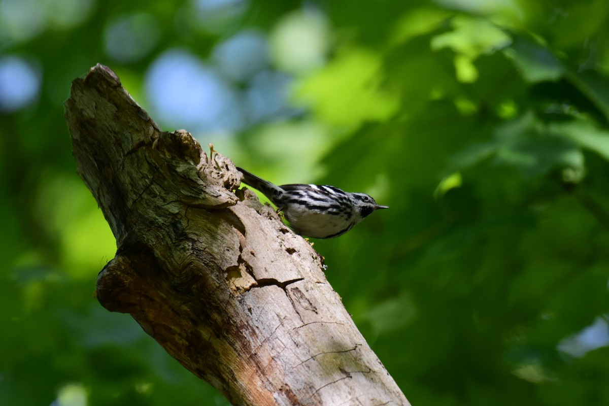 Black-and-white Warbler - ML571858091