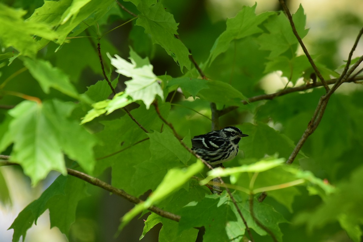 Black-and-white Warbler - ML571858101