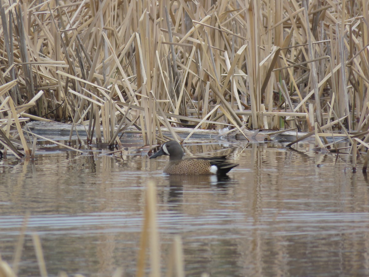 Blue-winged Teal - ML571858201